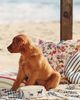 Molly Hatch Stoneware Pet Bowl - 1