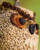Mr. Bird Bird Seed Owl - 2