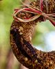 Mr. Bird Hot Pepper Squirrel-Resistant Bird Seed Wreath - 2