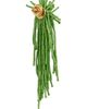 Oscar de la Renta Oscar de la Renta Firework Beaded Tassel Earrings - 4