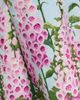 Oscar de la Renta Women's Foxgloves-Print Ombré Faille Strapless Gown - 7