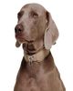 PAGERIE The Dorro Dog Collar - 7