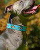 Sambboho Sambboho Blue Vogue Dog Collar - 1