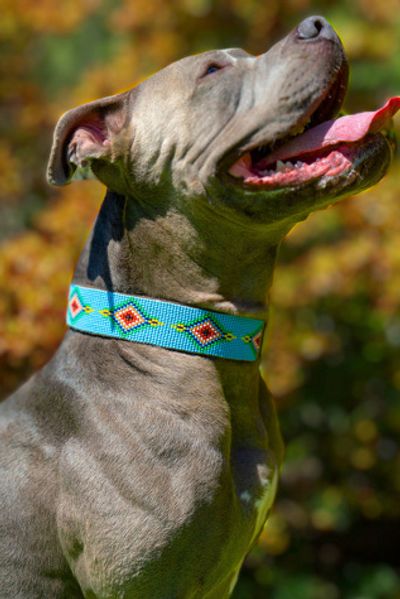 Sambboho Sambboho Blue Vogue Dog Collar