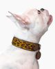 Sambboho Sambboho Cheetah Dog Collar - 1