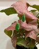 seree seree Waterdrop green drop earrings - 5