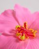 South Beach South Beach flower clip in fuchsia pink - 2