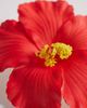 South Beach South Beach flower clip in red - 2