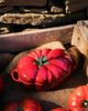 Staub Staub Ceramic 16-oz Petite Tomato Cocotte Baking Dish in Cherry at Urban Outfitters - 1