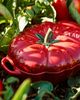 Staub Staub Ceramic 16-oz Petite Tomato Cocotte Baking Dish in Cherry at Urban Outfitters - 4
