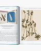 Taschen Taschen Anna Atkins Cyanotypes 45th Ed (german French English) Book - 5