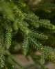 Terrain Artificial Norway Spruce Tree - 3