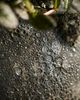 Terrain Barnacle Cauldron Planter - 3