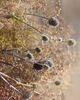 Terrain Botanical Monet Dried Wreath - 2