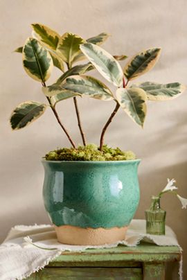 Terrain Emerald Ceramic Flare Planter