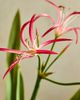 Terrain Faux Lily Bush Spray - 2