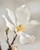 Terrain Faux Magnolia Spray - 2