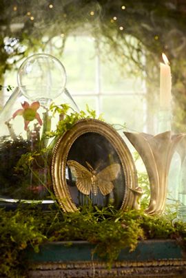 Terrain Golden Moth Shadow Box