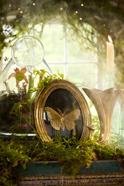 Terrain Golden Moth Shadow Box