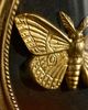 Terrain Golden Moth Shadow Box - 3