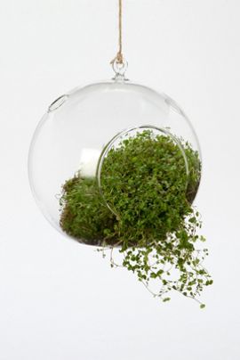 Terrain Hanging Bubble Terrarium