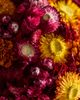 Terrain Jewel Tones Dried Floral Sphere - 2