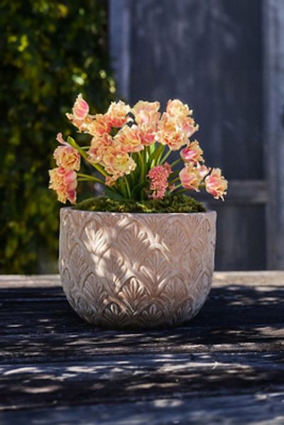 Terrain Paloma Ceramic Bowl Planter