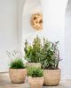 Terrain Paloma Ceramic Bowl Planter - 2