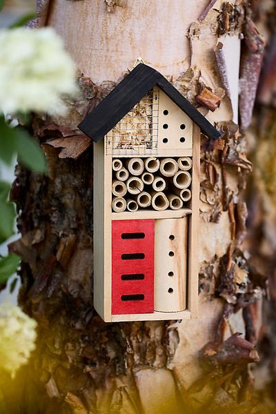 Terrain Pinewood Insect House