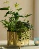 Terrain Polished Brass Quatrefoil Planter - 1