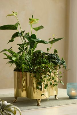 Terrain Polished Brass Quatrefoil Planter