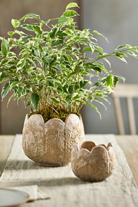Terrain Rounded Leaves Ceramic Planter