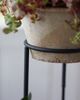 Terrain Tall Iron Plant Stand - 7