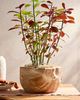 Anthropologie Teak Root Half Moon Planter - 1