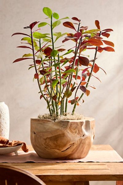 Anthropologie Teak Root Half Moon Planter