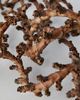 Terrain Twisted Ladder Branch - 4