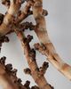 Terrain Twisted Ladder Branch - 5