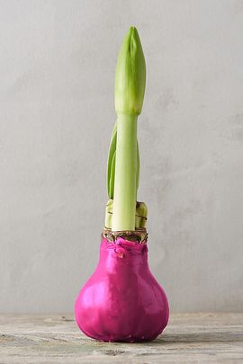 Terrain Waxed Amaryllis Bulb, Pink