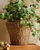 Terrain Woven Rattan Taper Basket Planter - 1