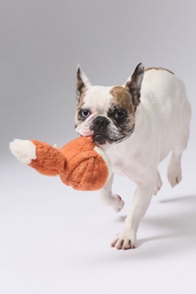 The Foggy Dog Fox 2-in-1 Bounce Dog Toy