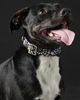 The Foggy Dog Holographic Spiderweb Dog Collar - 1
