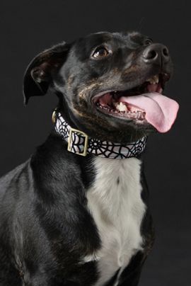 The Foggy Dog Holographic Spiderweb Dog Collar