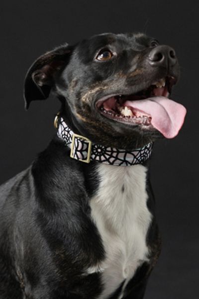 The Foggy Dog Holographic Spiderweb Dog Collar