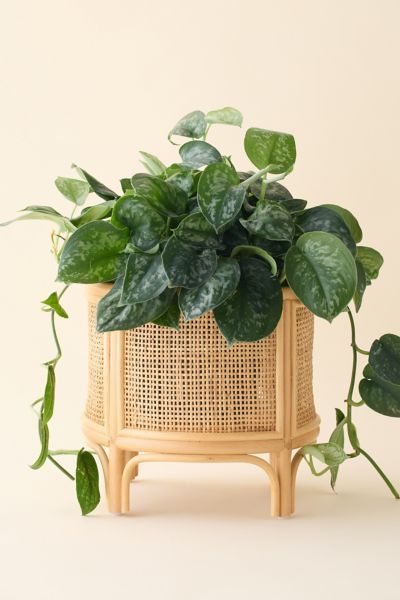 Urban Outfitters Rattan 12" Planter in Natural at Urban Outfitters