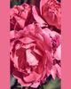 Veronique Gabai 3.4 oz. Aroma Body Eau de Parfum - 5