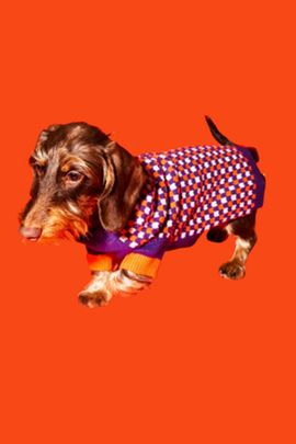 Ware of the Dog Ware of the Dog Check Sweater