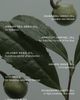 WYLYS WYLYS Phyto Green Cleansing Balm & Jade Spatula - 5